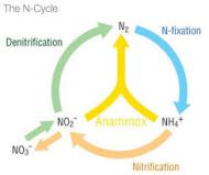 n and d cycle